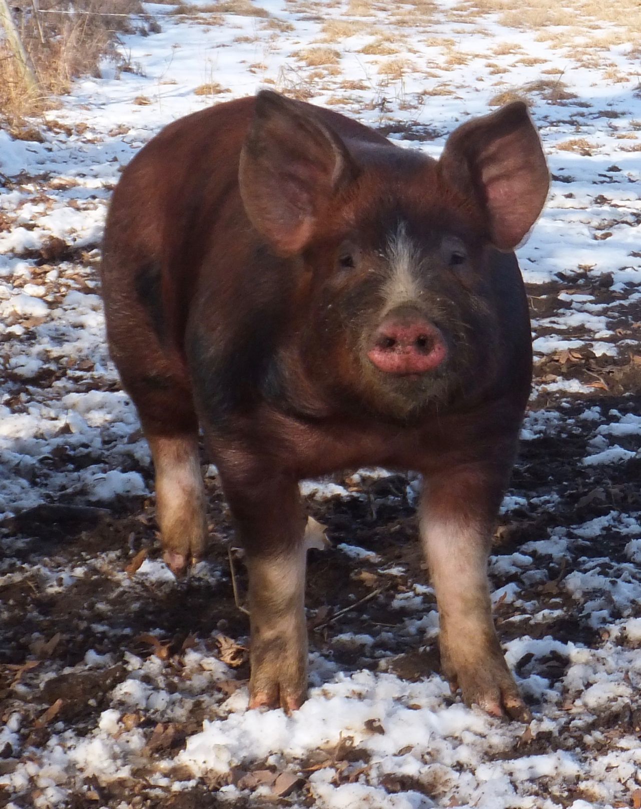 Curiousfarmer
